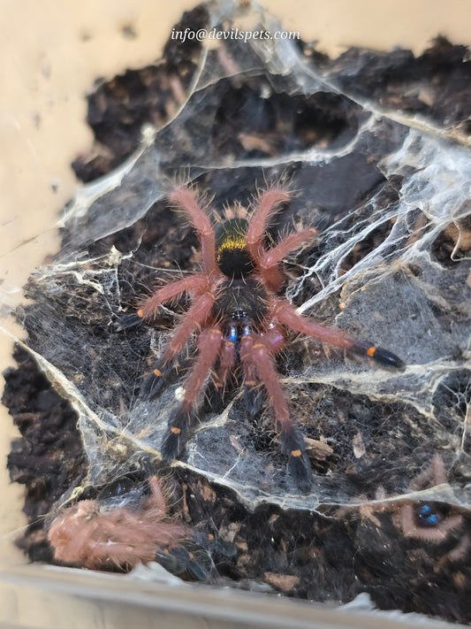 Ephebopus cyanognathus (blue fang)