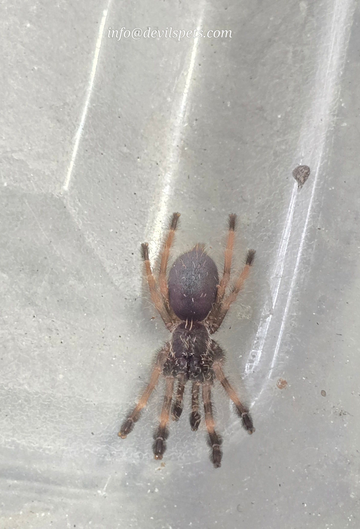 Psalmopoeus victori (Darth Maul, Mexican half and half)