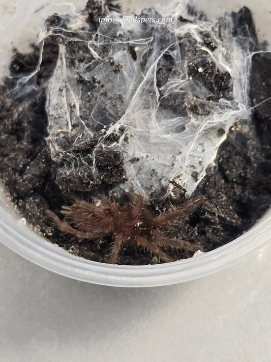 Chilobrachys fimbriatus (Indian violet)