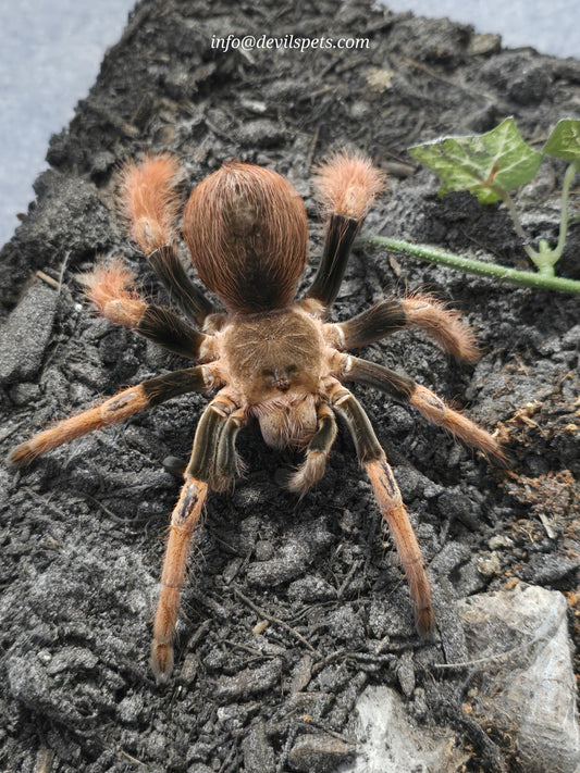 Megaphobema robustum (columbian giant redleg)