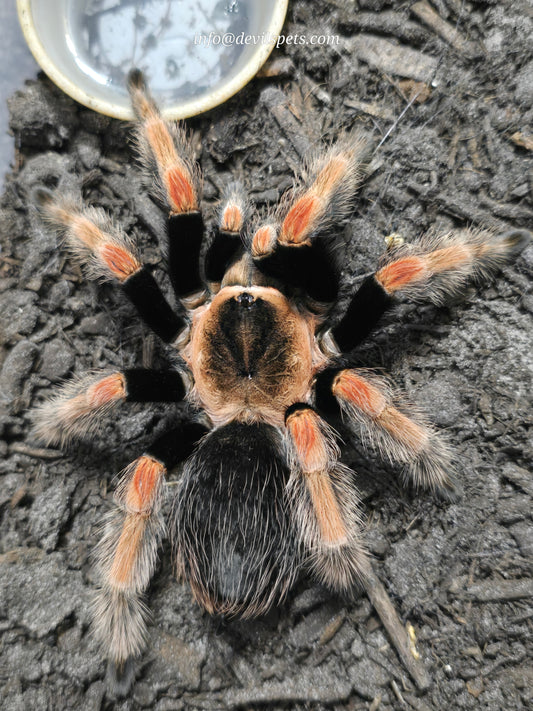 Brachypelma baumgarteni (mexican orange beauty)