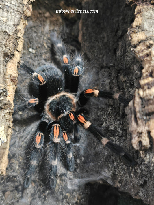 Brachypelma auratum (flame knee)