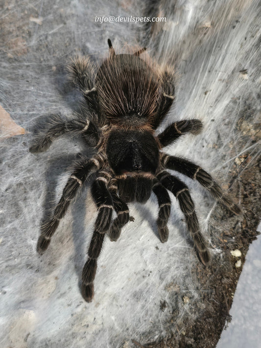 Lasiodora parahybana (salmon pink birdeater)