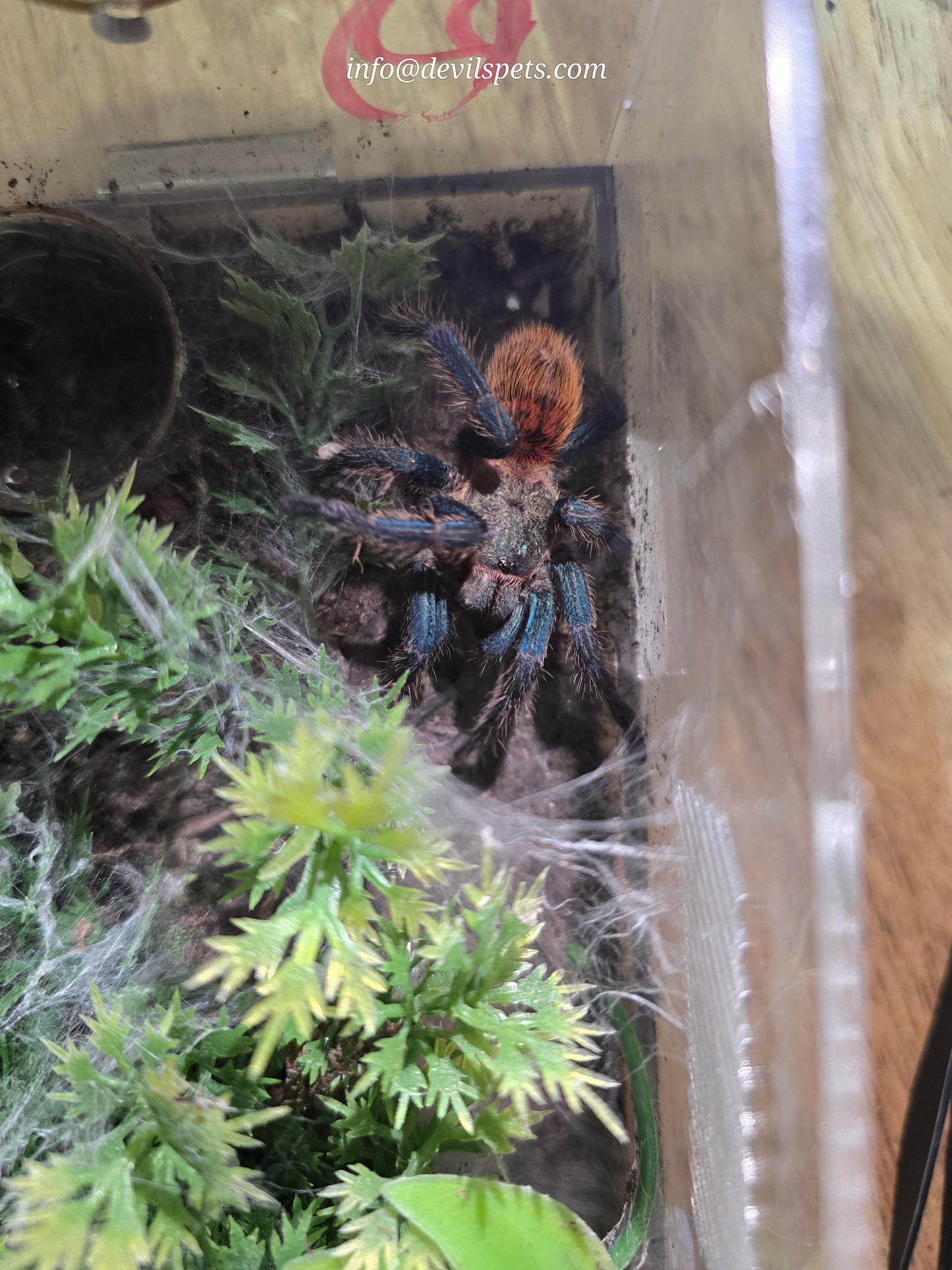 Male Chromatopelma cyaneopubescens (gbb, green bottle blue)