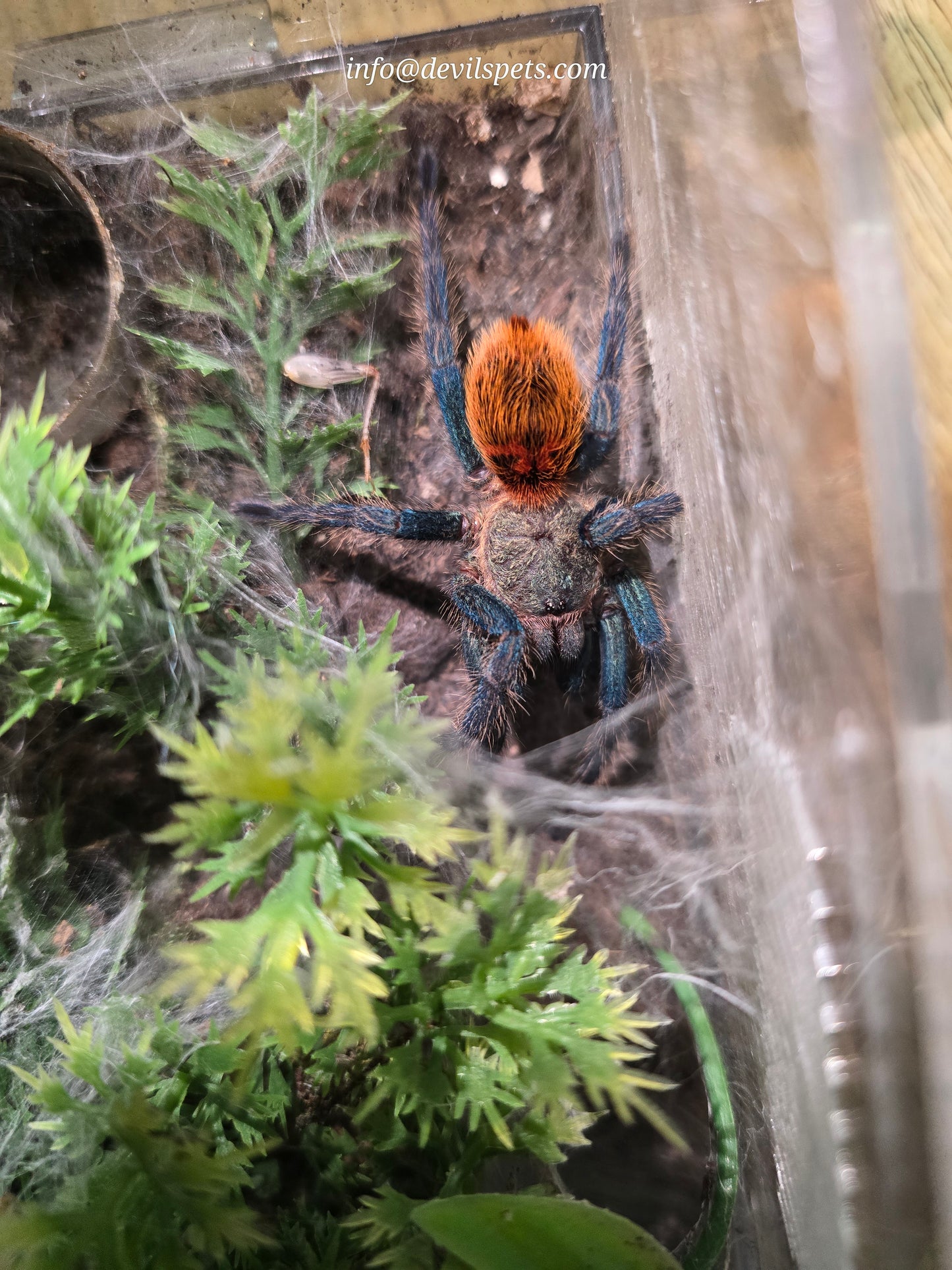 Male Chromatopelma cyaneopubescens (gbb, green bottle blue)