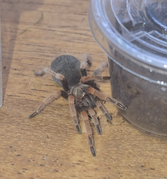 Brachypelma boehmei (fire leg)