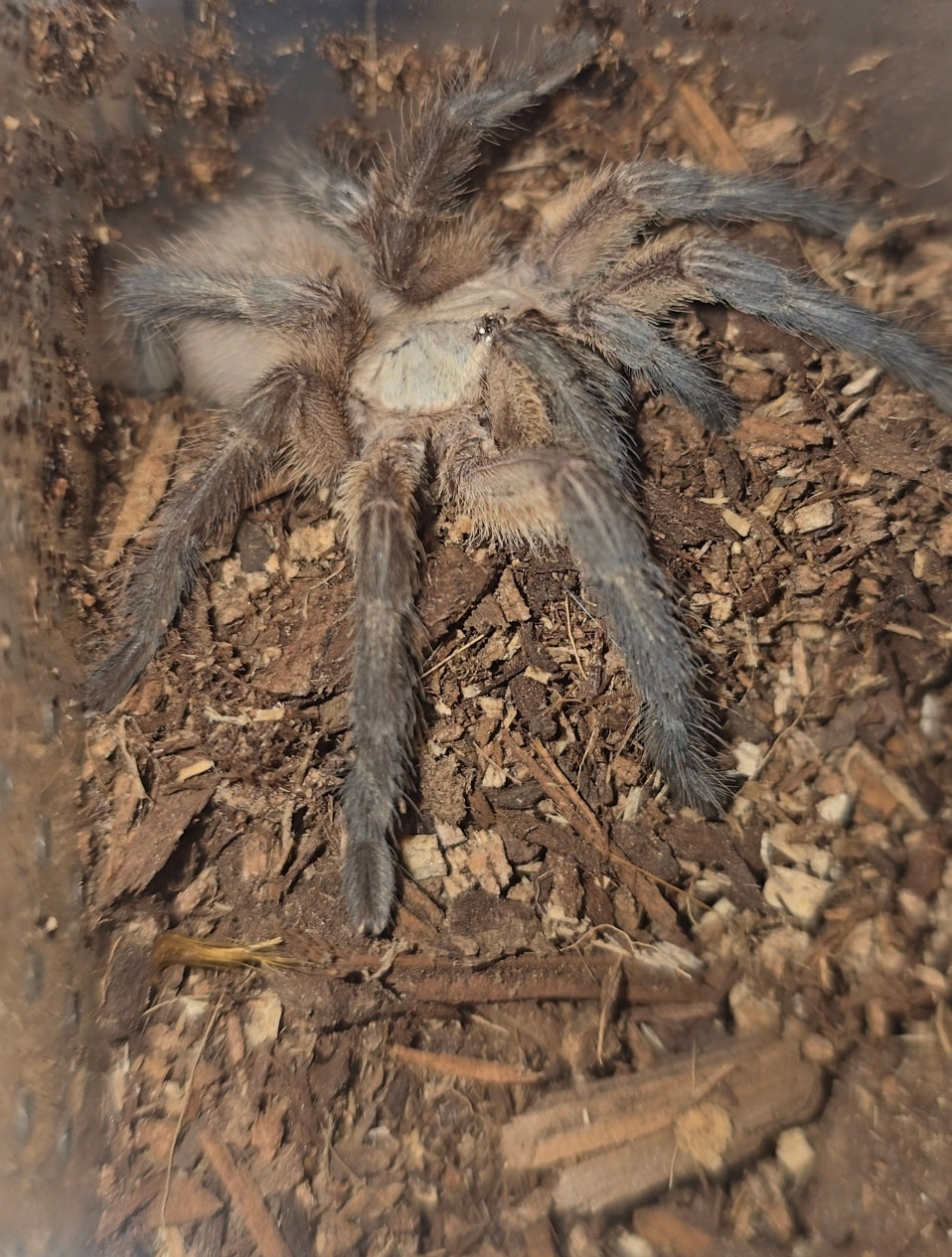 Monocentropus balfouri (Socotra Island blue baboon)